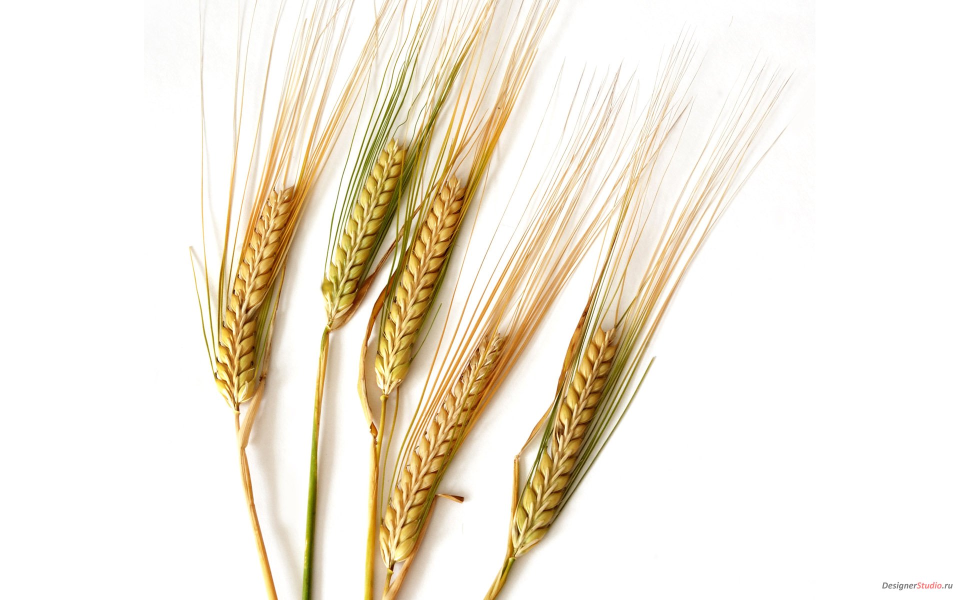 1279918538_wheat_02004.jpg