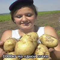 Сорта картофеля