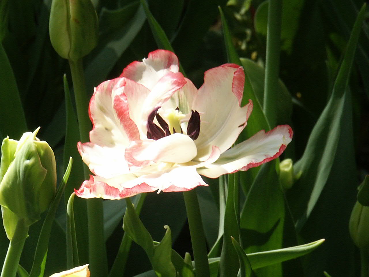 Тюльпан флэминг маргарита