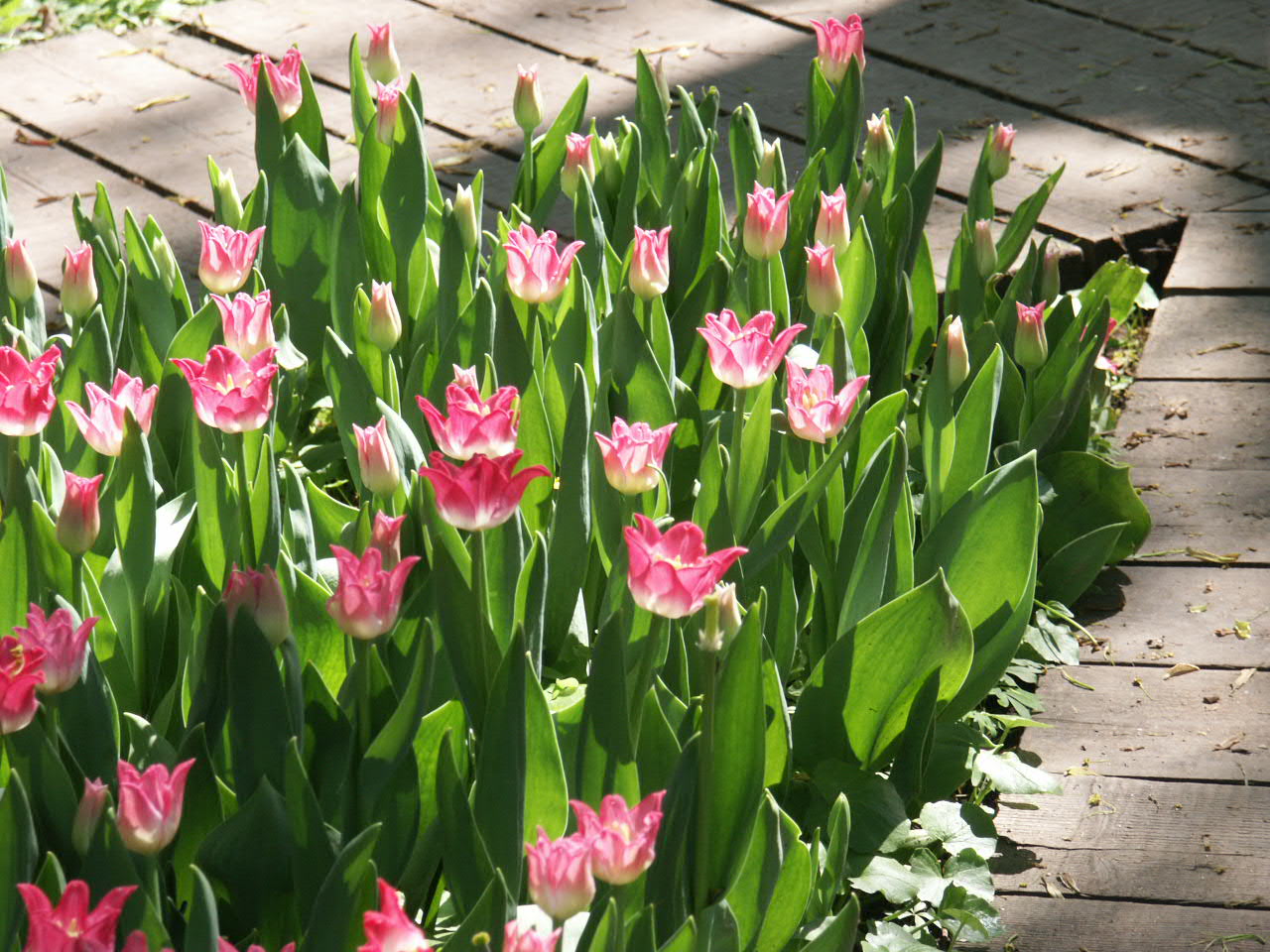 Тюльпаны сорта