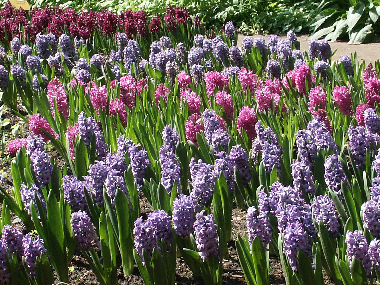 Луковичный цветок гиацинт