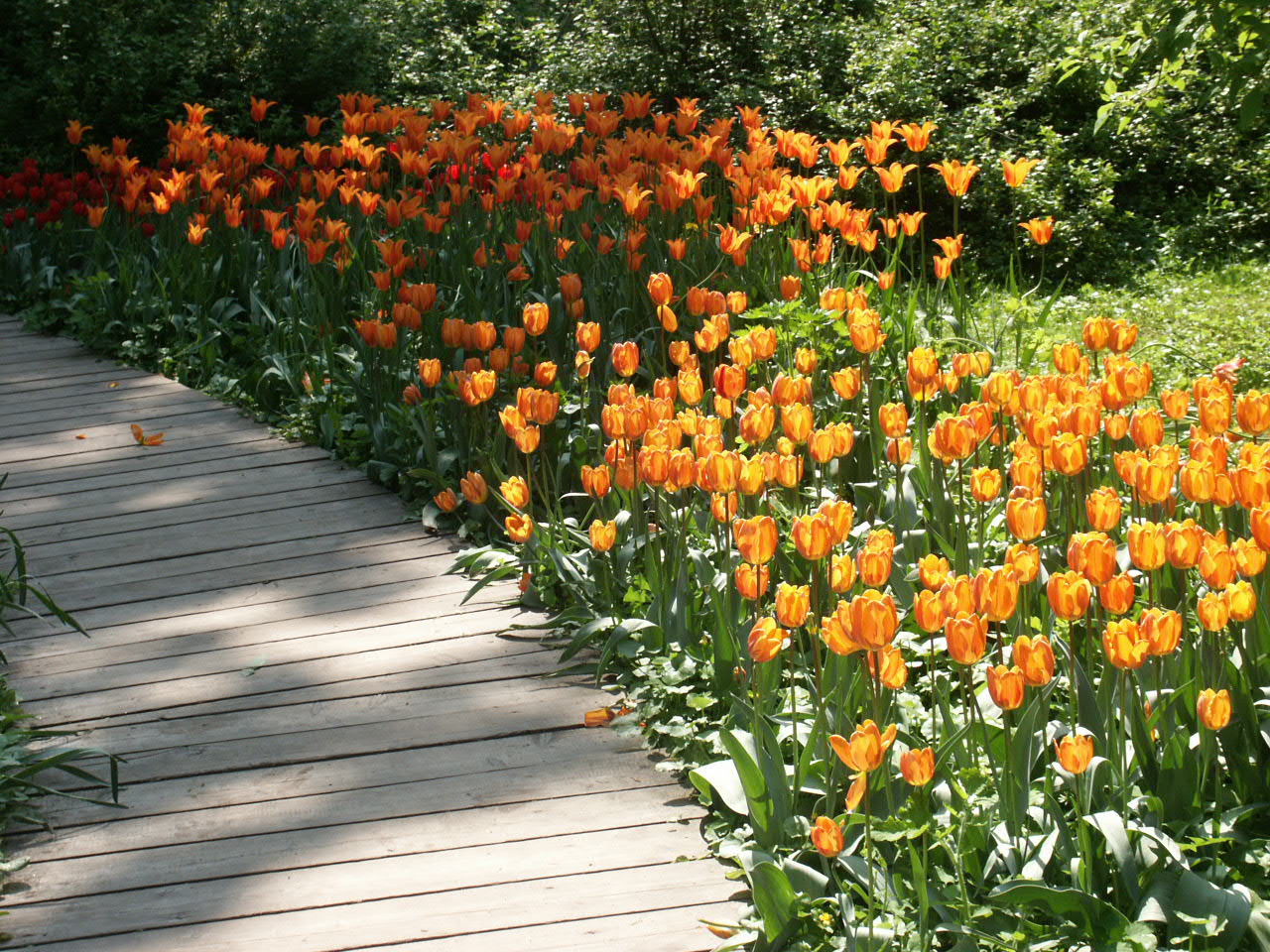 Тюльпан ботанический оранжевый