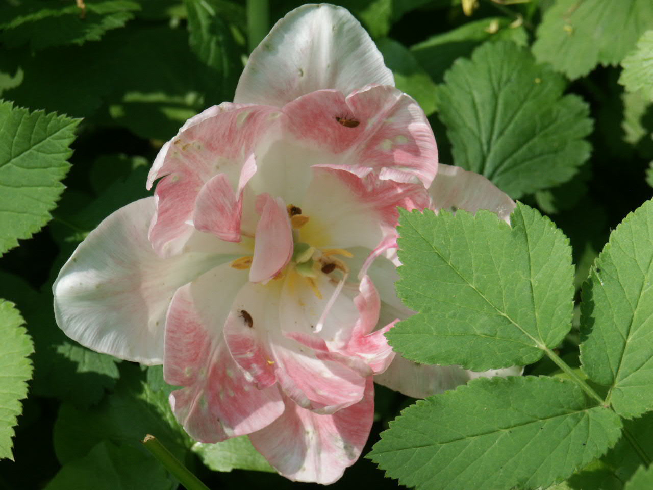 Тюльпан анжелика tulipa angelique