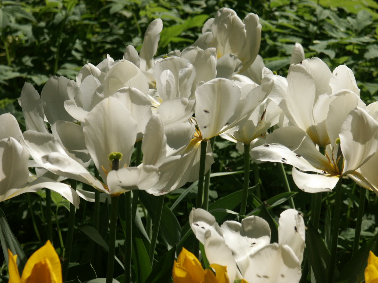 Тюльпан белый