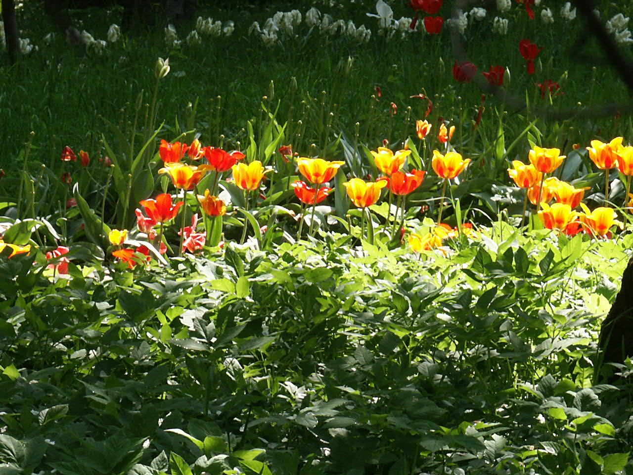 Елагин остров фестиваль тюльпанов