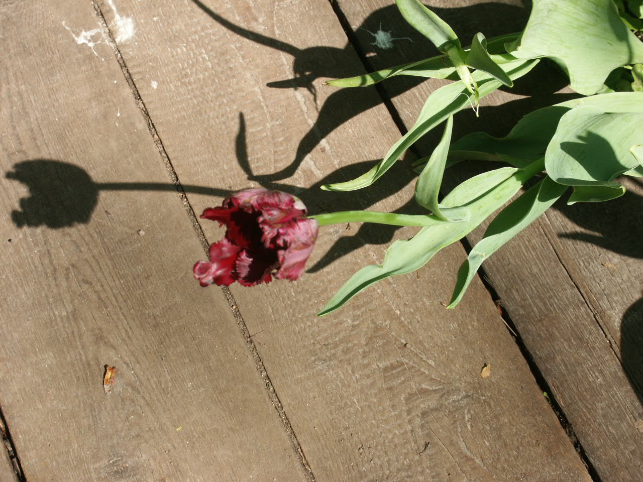 Тюльпан черный