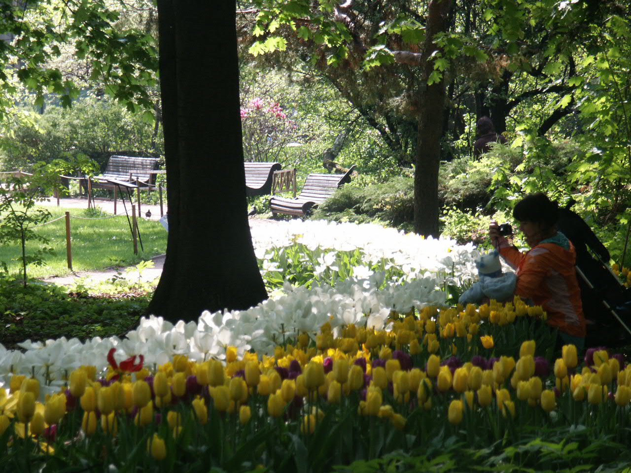 Парк кёкенхоф голландия