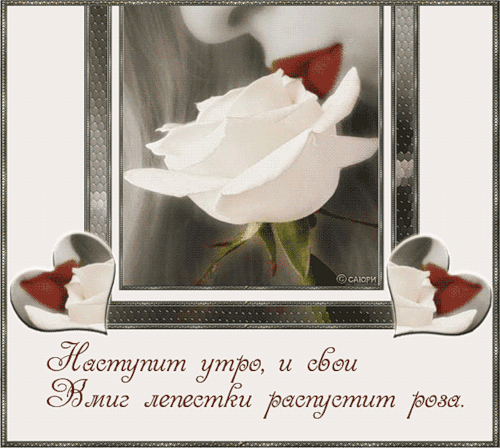 Бела роза