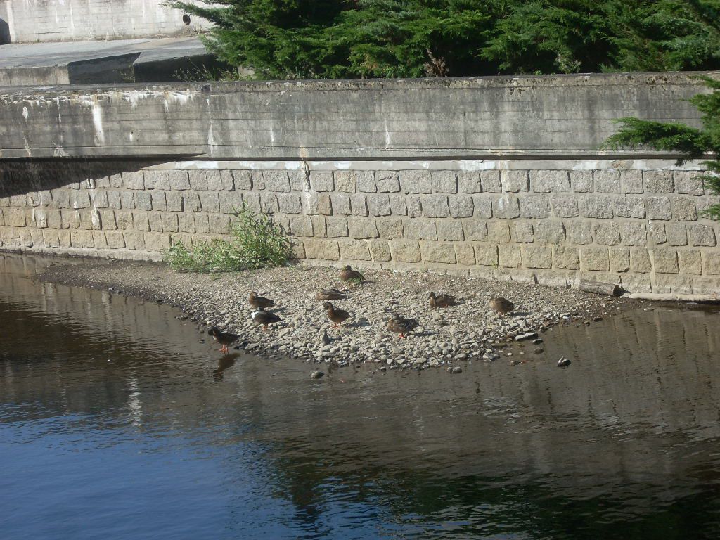 Утиные пруды в переславле залесском