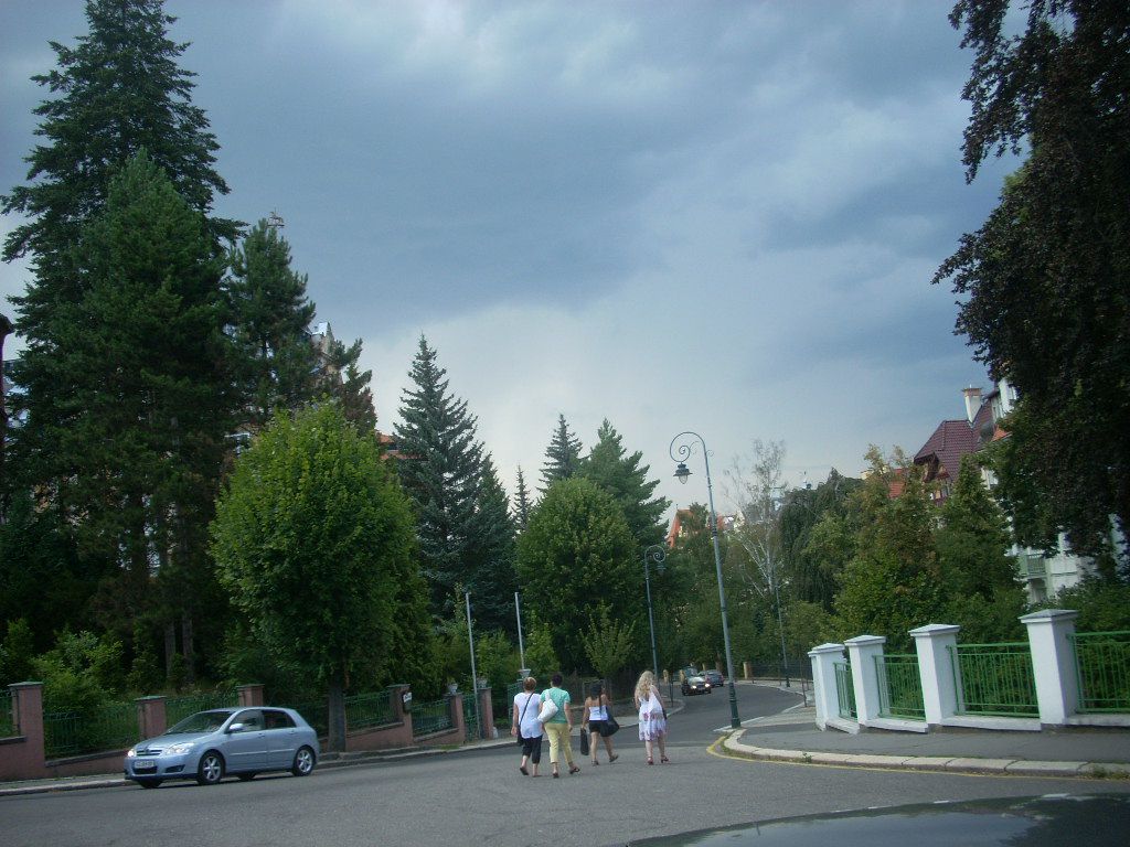 Сосна кедровая европейская