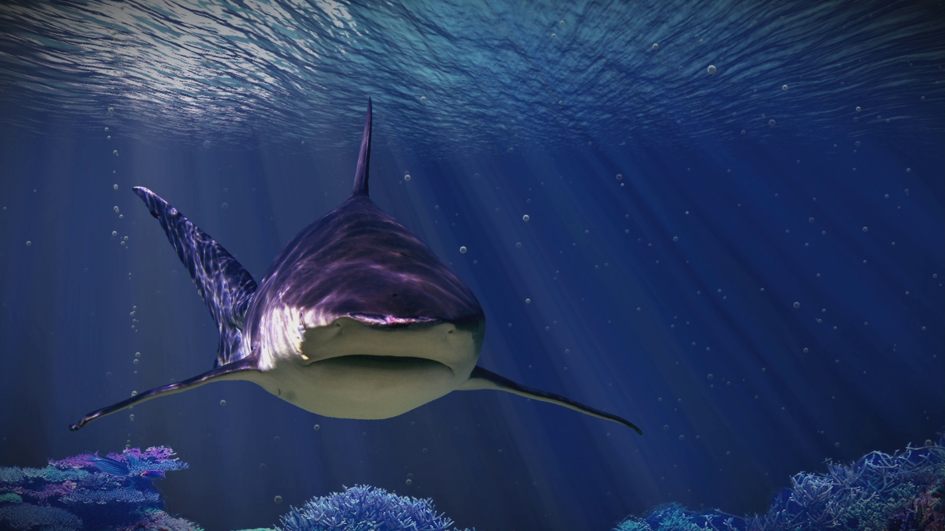 Чудо в океане на русском языке. Хищники океана. Чудо в океане. Акула National Geographic. Самая большая акула National Geographic.