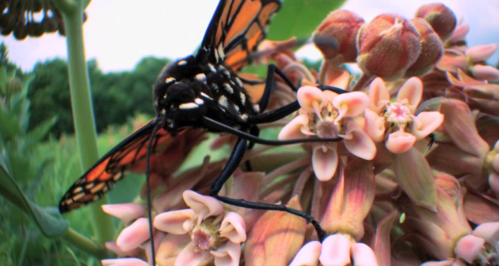 Hidden Beauty. A Love Story That Feeds the Earth[(065532)12-41-08].PNG