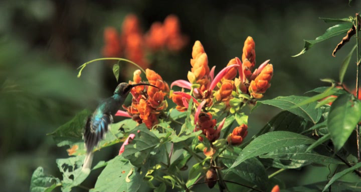 Hidden Beauty. A Love Story That Feeds the Earth[(022904)12-40-46].PNG