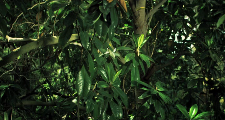 Hidden Beauty. A Love Story That Feeds the Earth[(018680)12-40-31].PNG