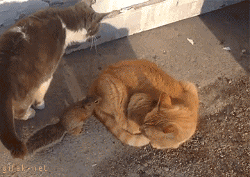 tumblr_nuw5fx0rrt1uuyy36o1_400.gif
