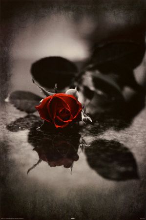 red-gothic-rose.jpg