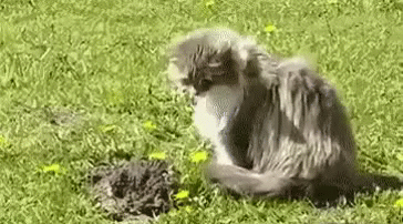 таек6.gif
