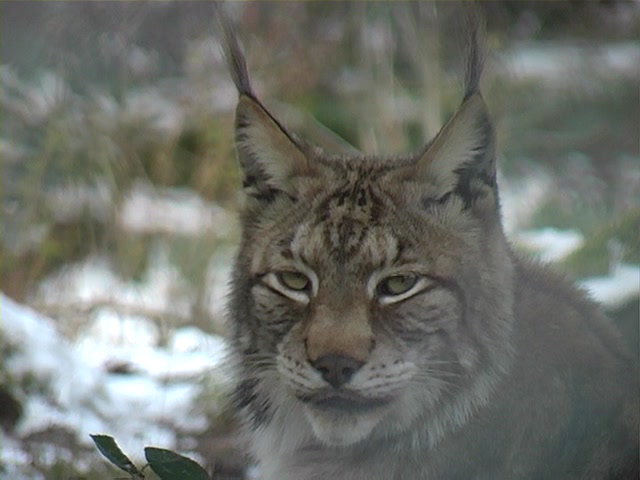 Животные в лесу (DVD)_T01[(068989)10-22-39].PNG