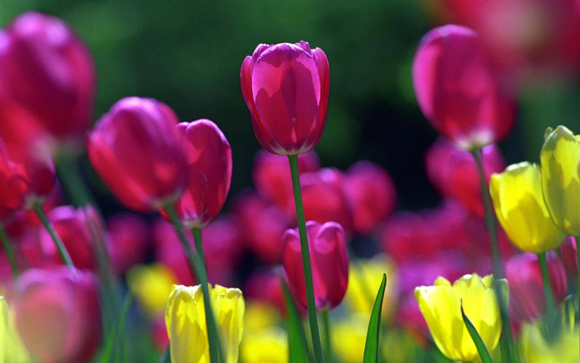tulips-pink-wallpaper-spring-desktop-wallpapers-z10spring.jpg