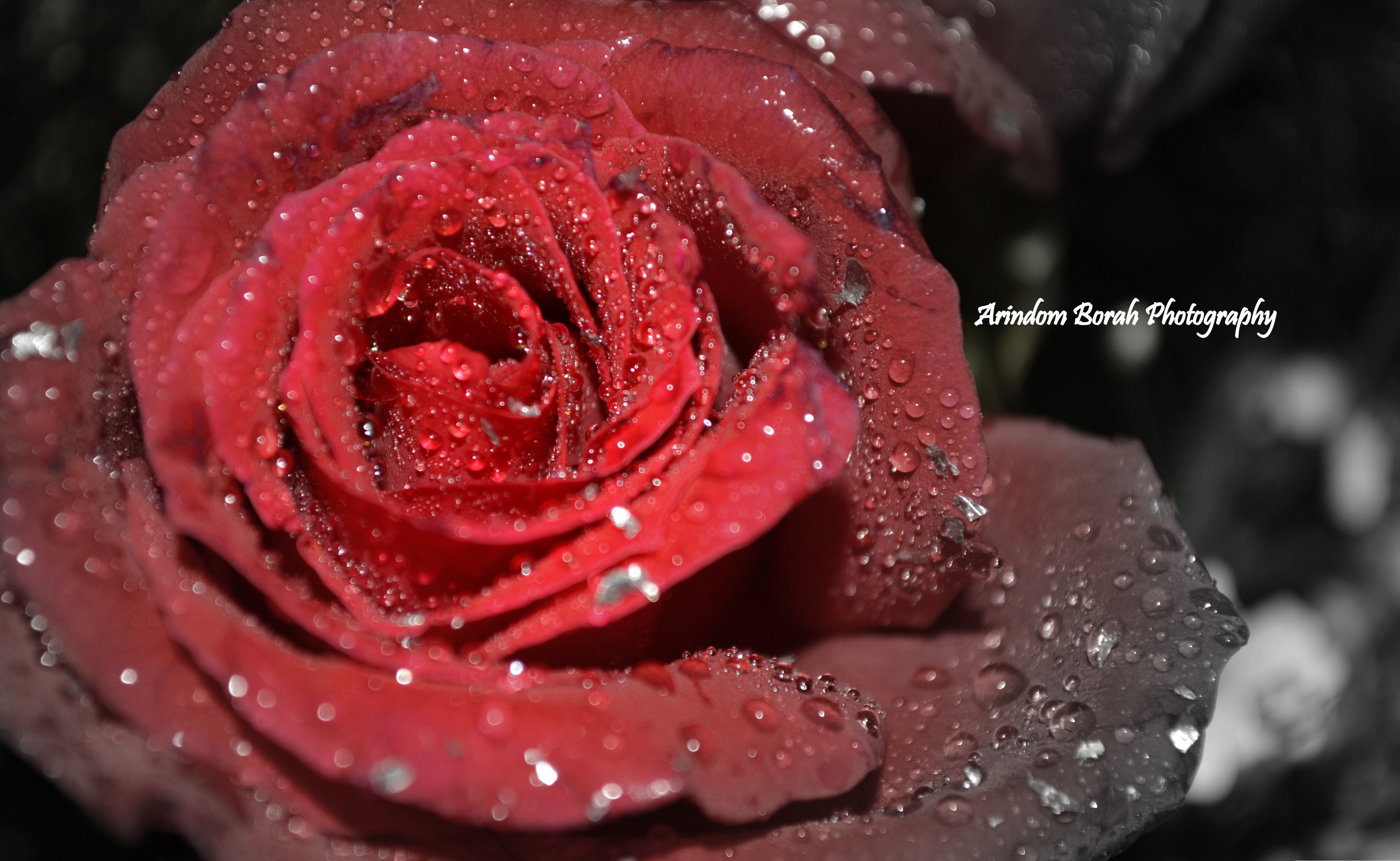 ab-photography.jpg