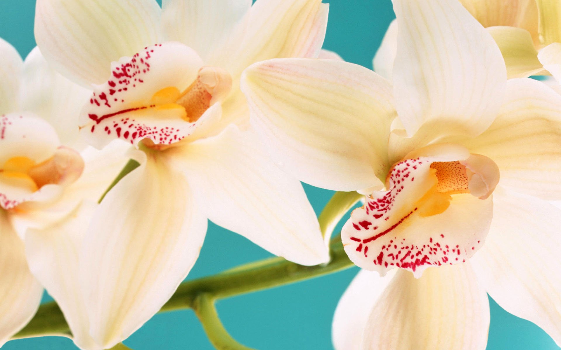 best-charming-flowers-close-up-graphy.jpg