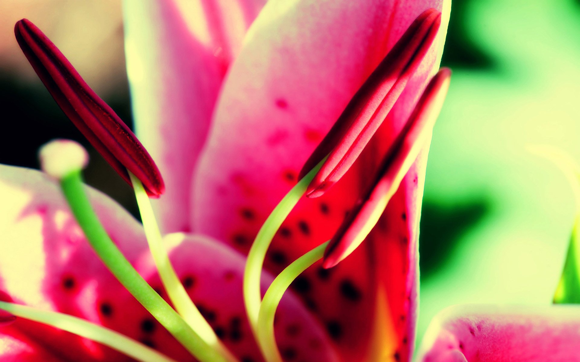 nature-flower-wallpaper-walls-wallpapers.jpg