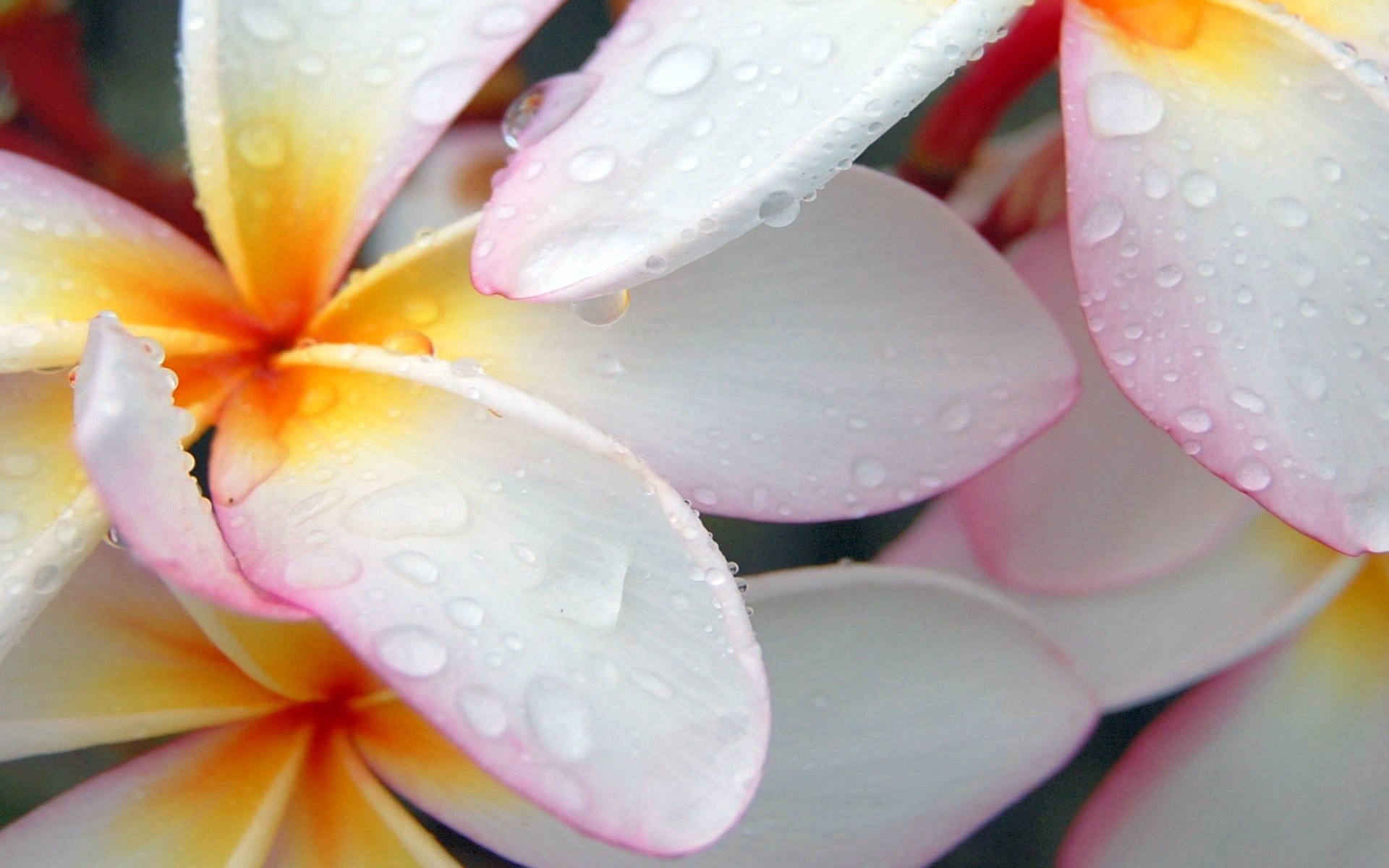 plumeria-flowers-wallpaper.jpg