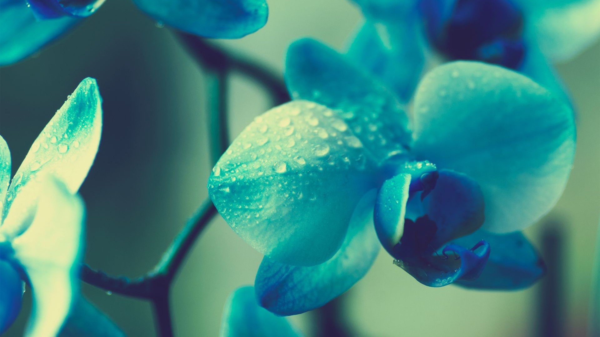 66612-flowers-nature.jpg