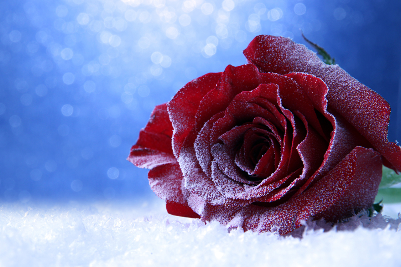 Roses_Closeup_Wine_color_Snow_543251_1280x853.jpg