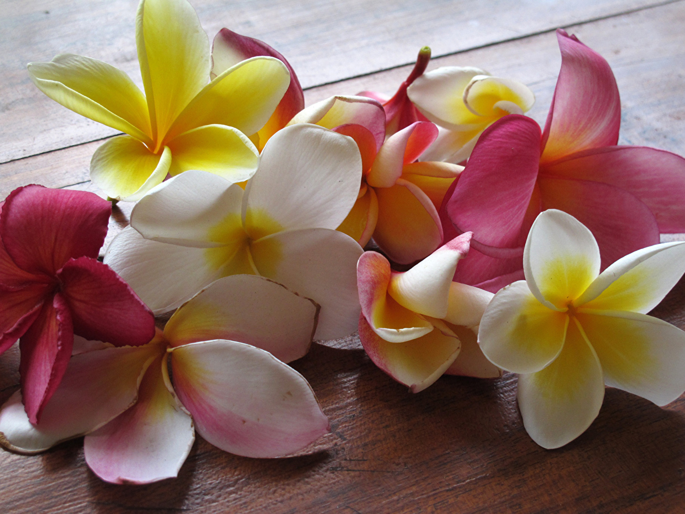 Plumeria_Closeup_542012_1365x1024.jpg