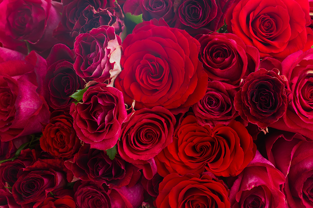 Roses_Closeup_Many_Red_542703_1280x853.jpg