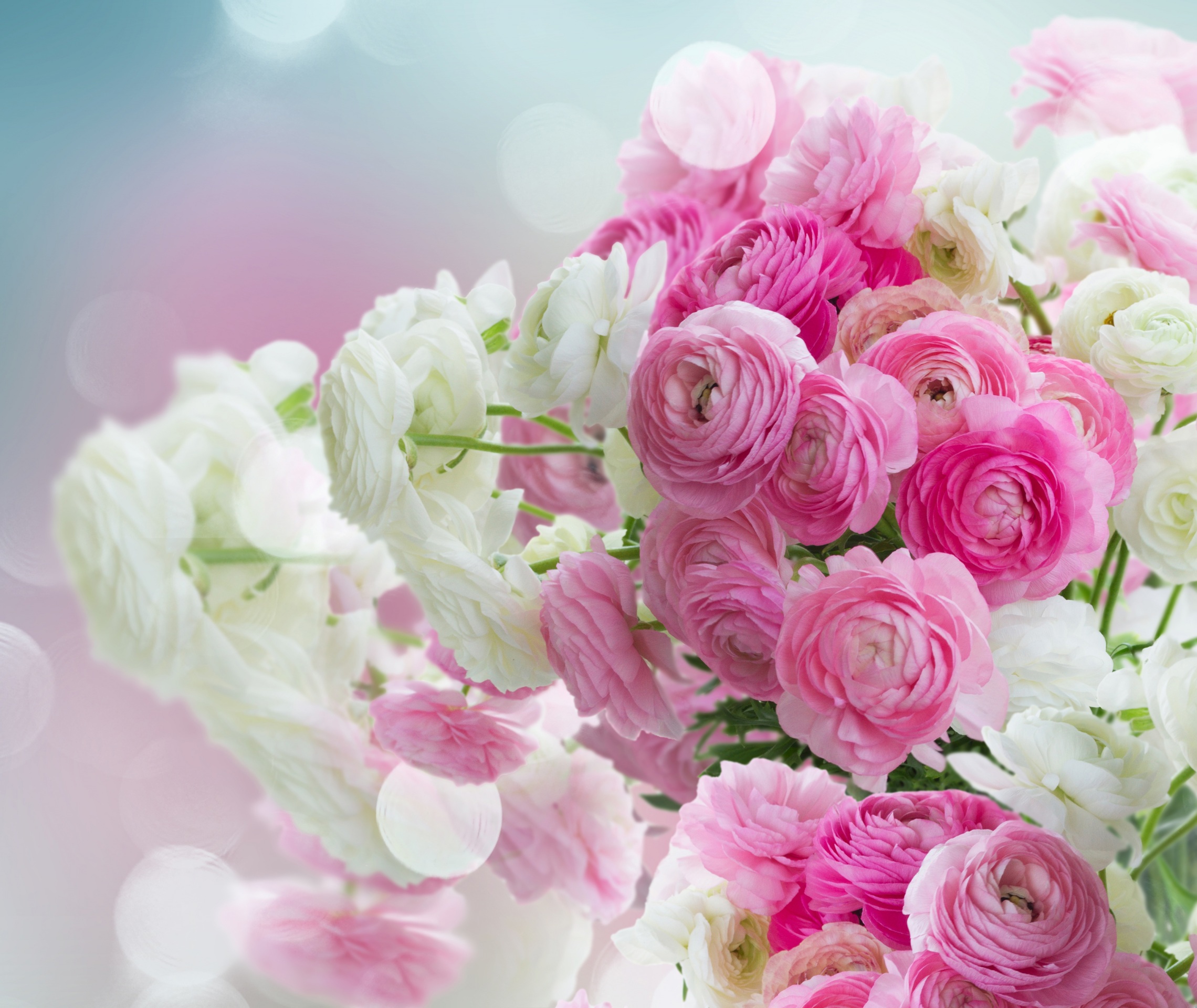 Ranunculus_Many_Closeup_541875_2280x1920.jpg