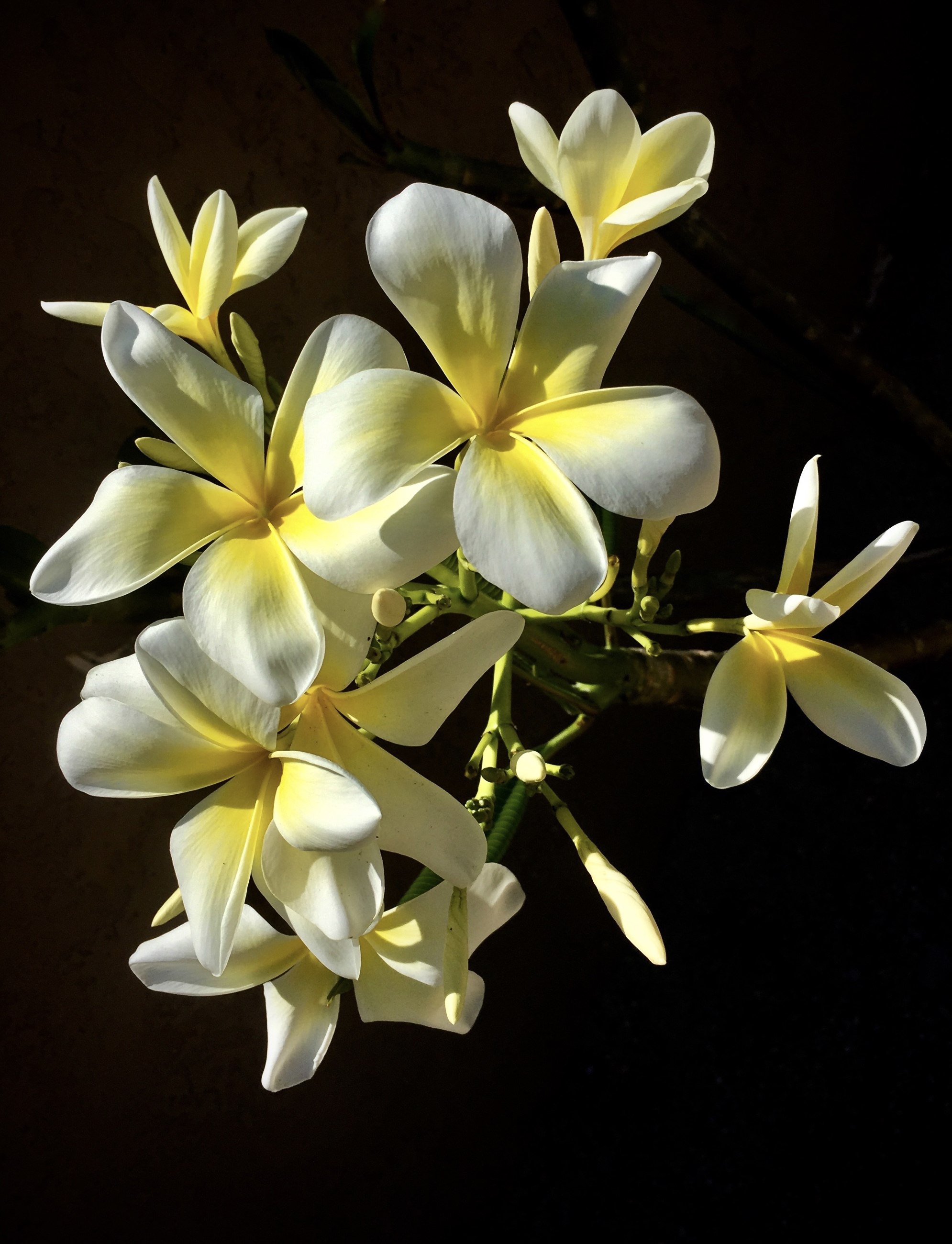 Plumeria_Closeup_Black_background_540030_1990x2600.jpg