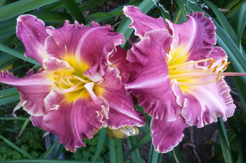 20170822_172859SC SURPRISE PURPLE.jpg