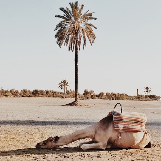 tumblr_n87njaudJs1svbst9o1_540.jpg