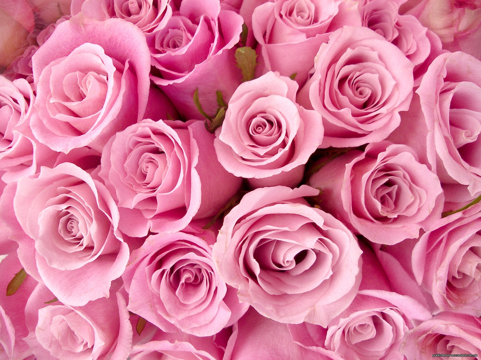 1266863765_rose_6003.jpg