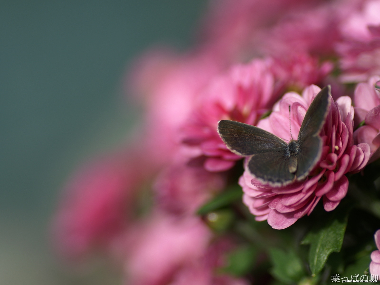1264766405_digital_flower_photography_newflower447.jpg