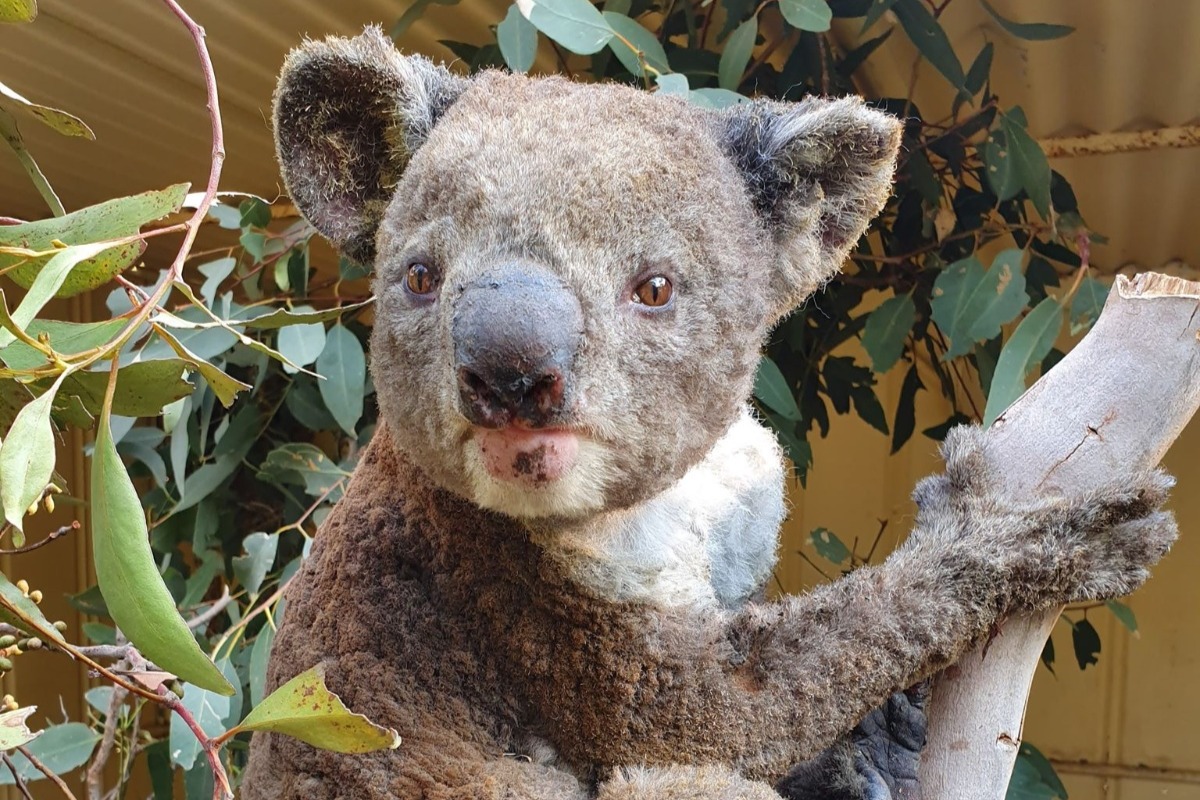 Красная коала. Животные Австралии. Обитатели Австралии страшные. Животные Австралии необычные и страшные. Самые страшные животные Австралии.