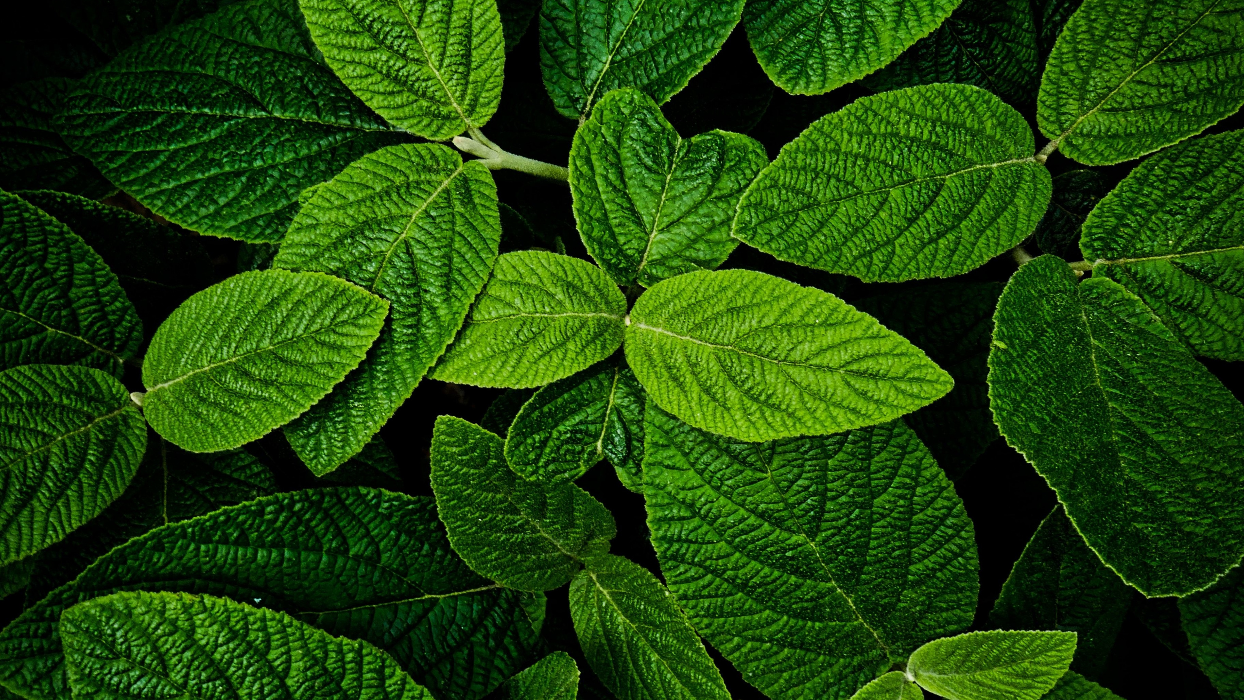 leaves-macro-bright-and-green.jpg