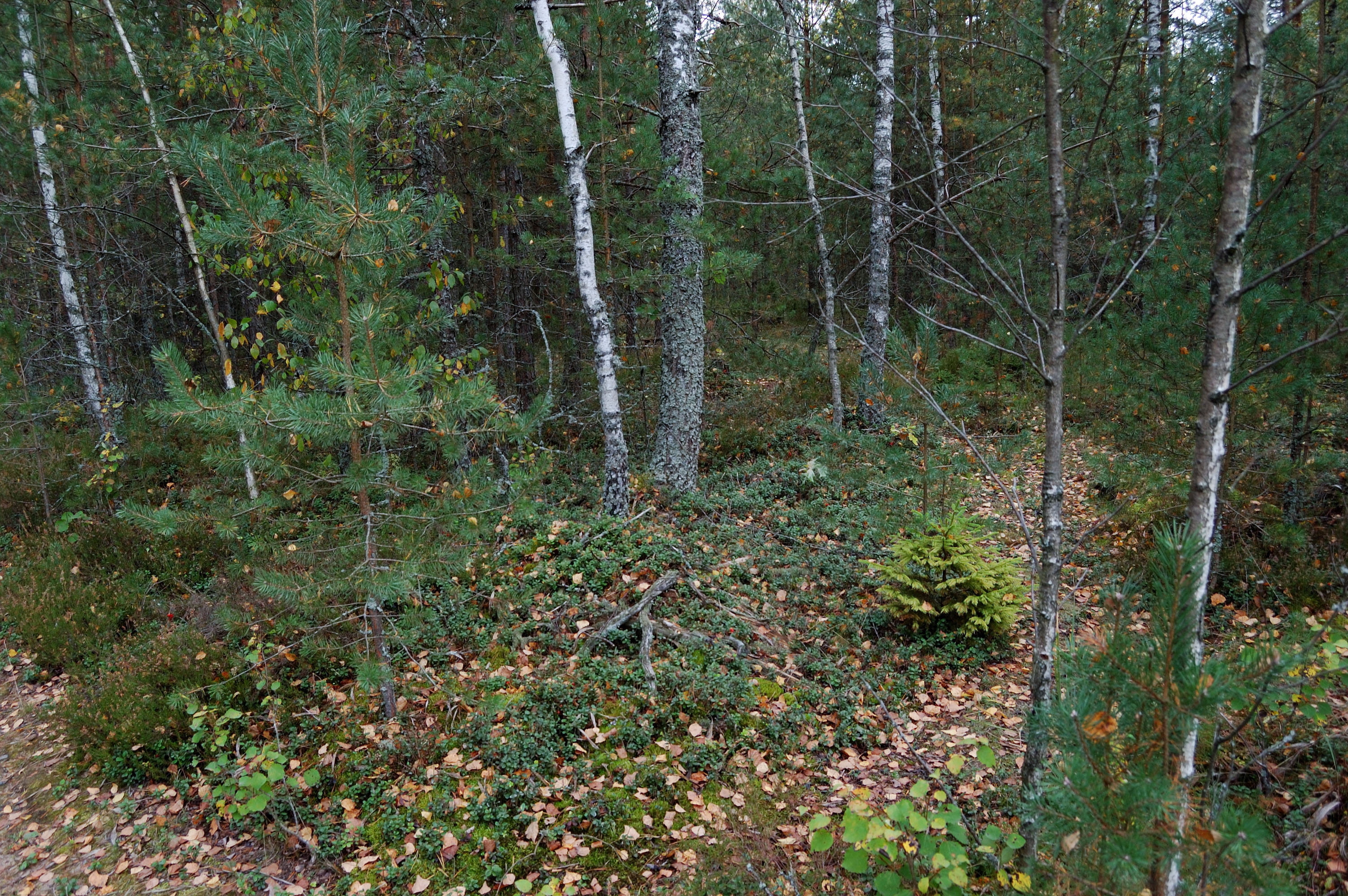 DSC_0029 copy.jpg