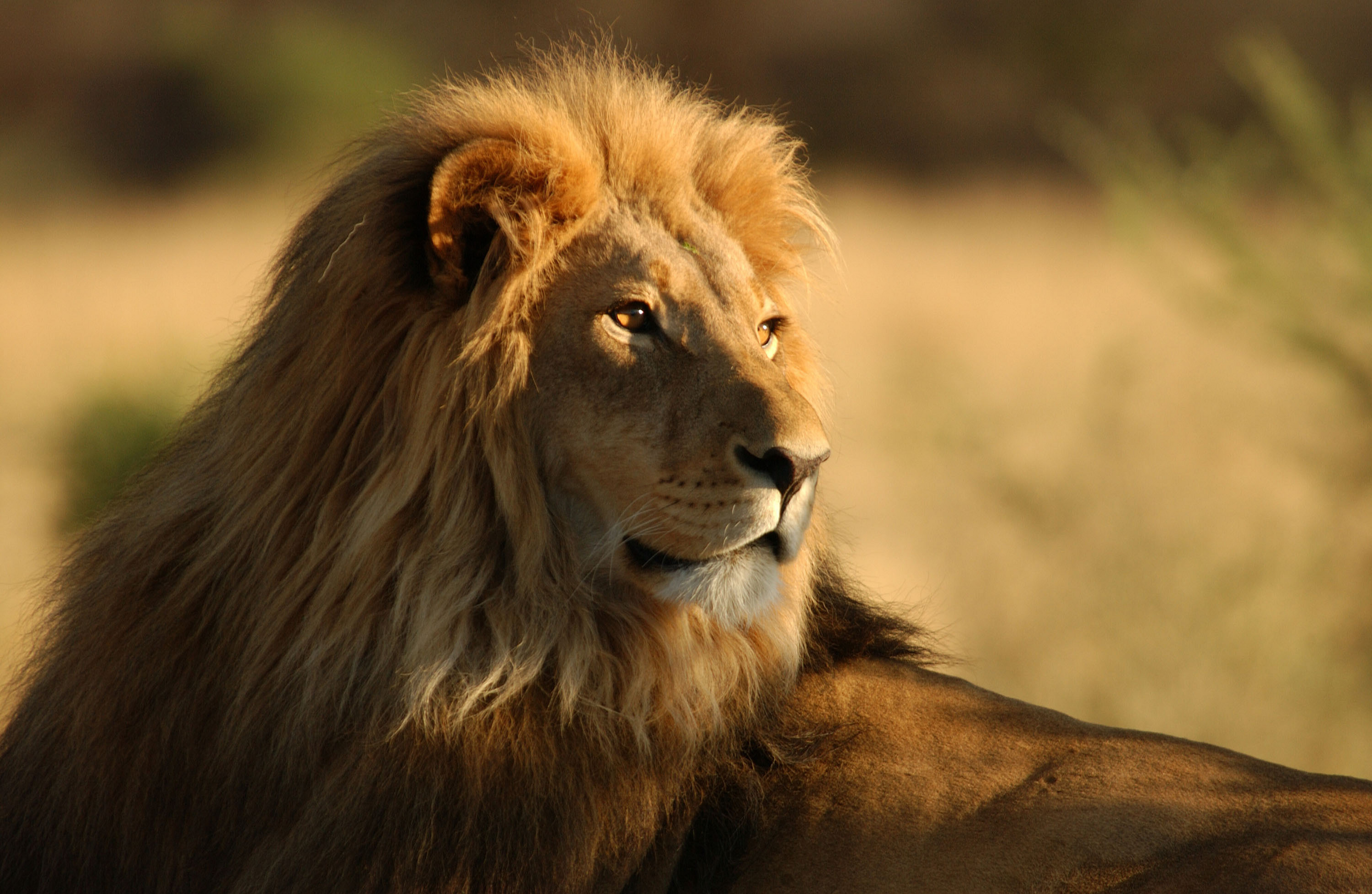 Лев в Африке