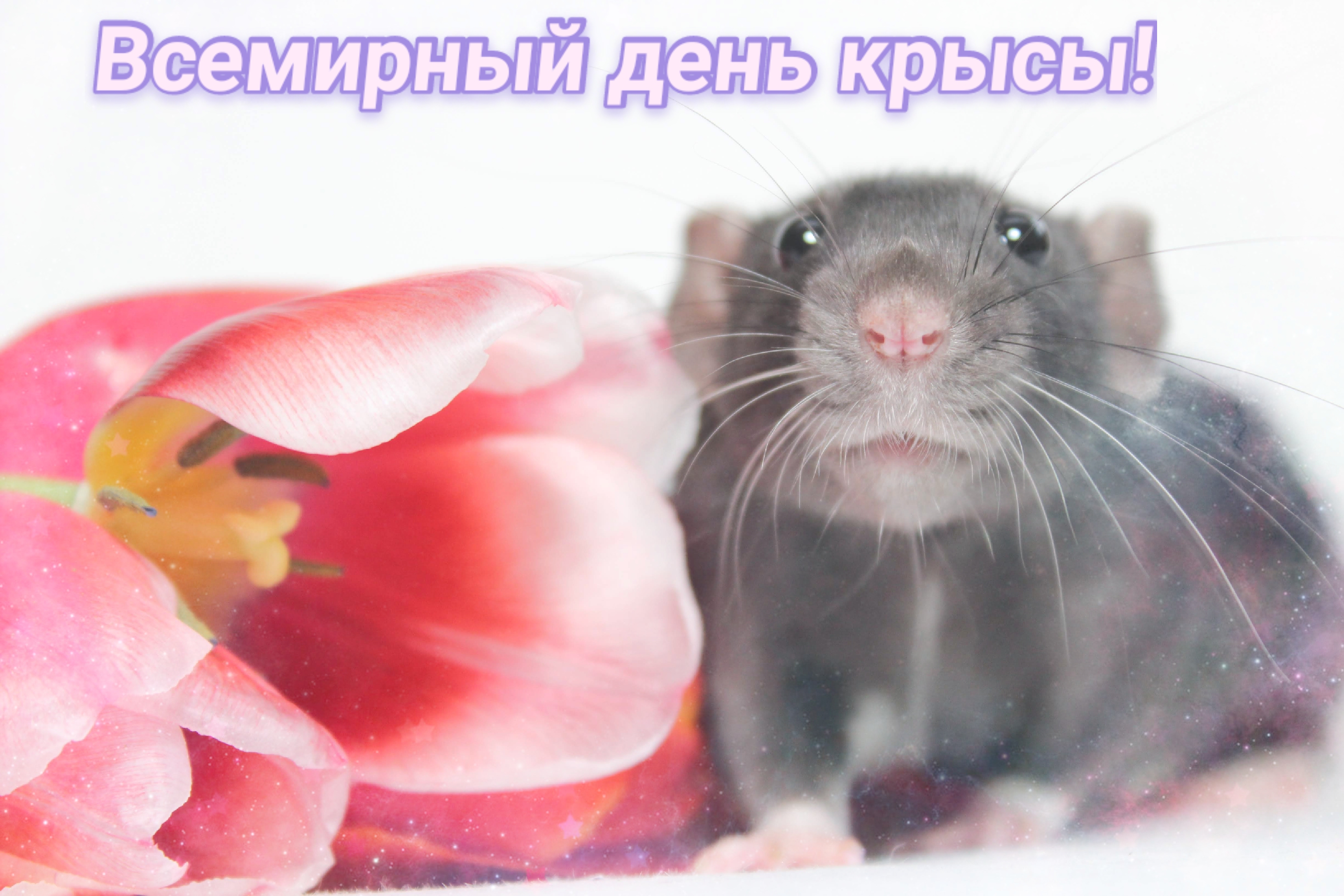 День крысы 4 апреля картинки. Всемирный день крысы. День крысы праздник. Открытка с крысой. Всемирный день крысы 4 апреля.