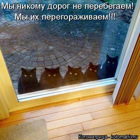 1472824257_kotomatricy-22.jpg