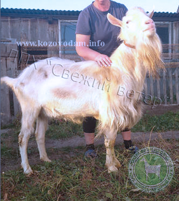 Космос 4 Симанская Ольга.jpg