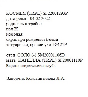 Космея анк любушка.jpg