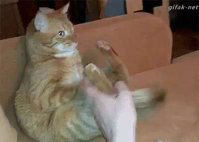a46c2c89b979692e0ebc61b109ee74d1.gif