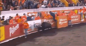hooligans_from_the_animal_world_20.gif