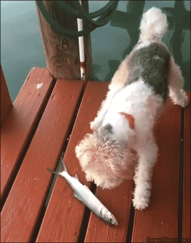 hooligans_from_the_animal_world_23.gif