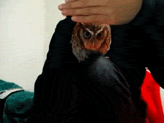 c1b6bf9f5e0cfc90c865ce5da28d7f45.gif