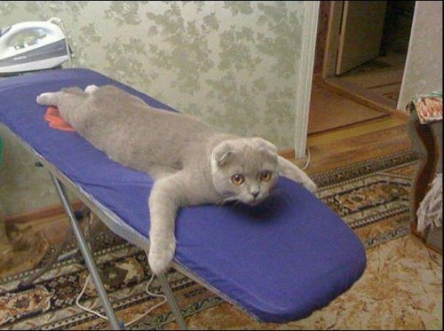 Погладь кота!.jpg